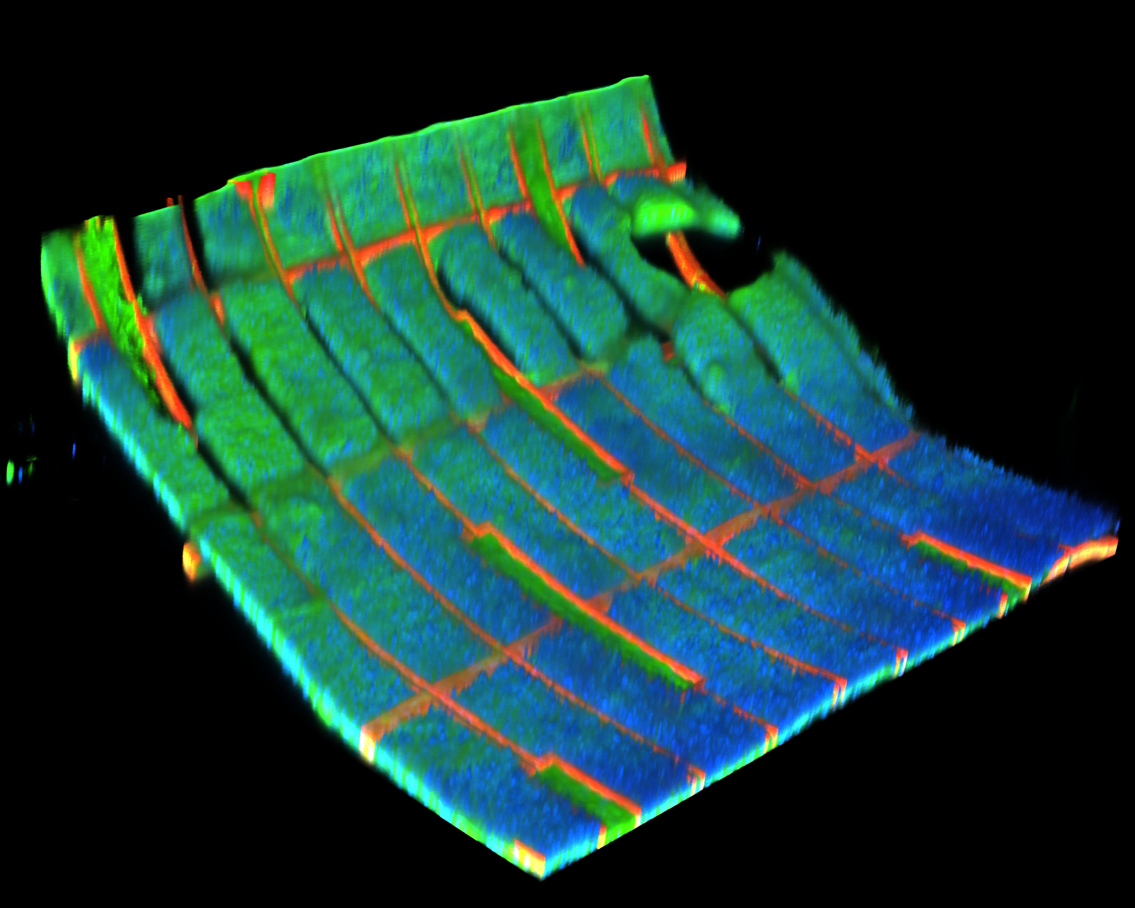 The biohybrid mesh harvester generates 10-times more power density than standard, centralized systems. Credit: Siqi Wang