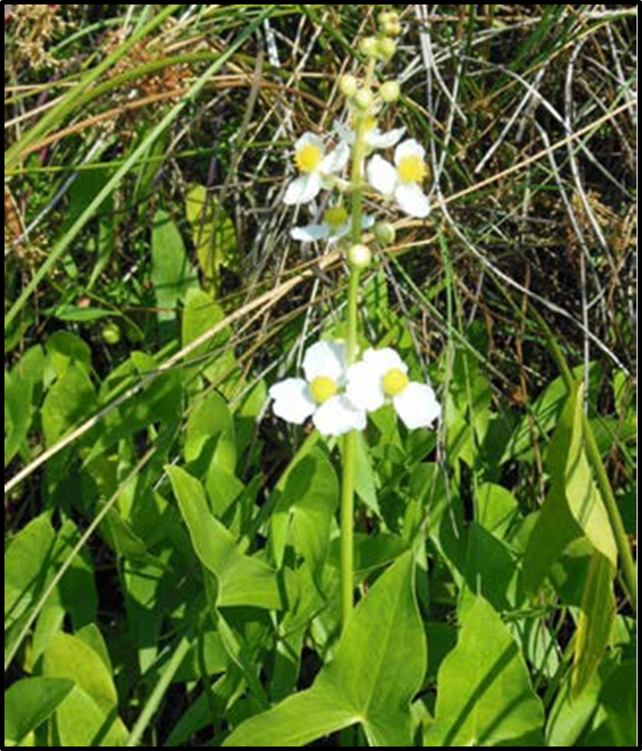 A photo of an Arrowhead