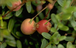 Two berries, lightly silked together by a late instar larva.