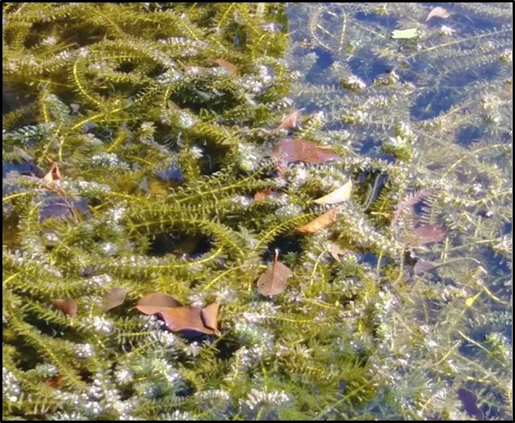 A photo of hydrilla