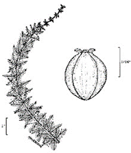 A diagram of a watermilfoil plant