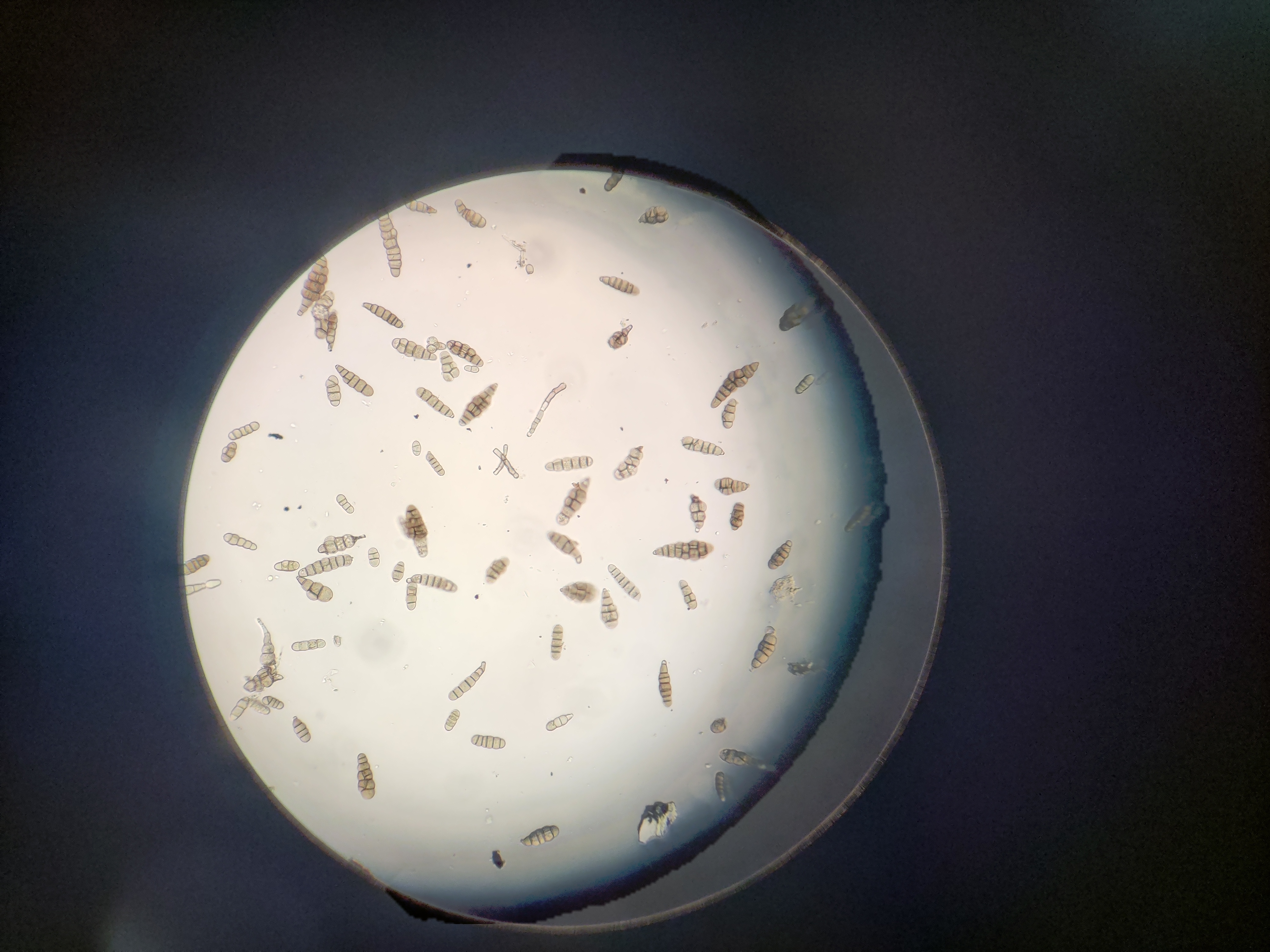 Alternaria