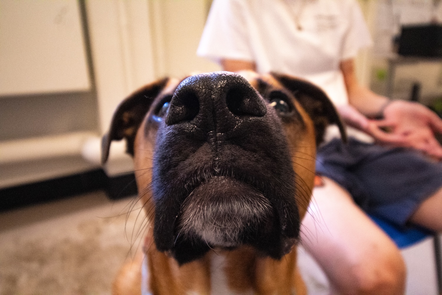 up close picture of a dogs snout
