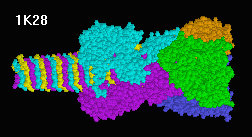 Drill for puncturing bacteria used by T4 virus.