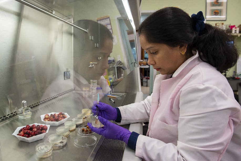Extension Assistant Professor Leela Uppala, plant pathologist, plates cranberry fruit for fungal identification.