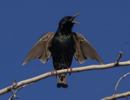 Photo Credit: Eyal Shochat Bird on branch