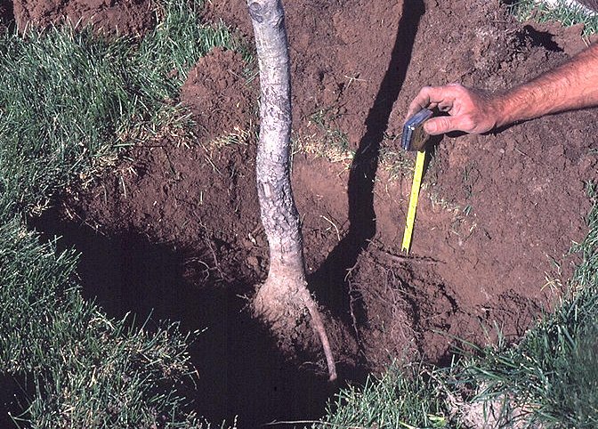 Checking depth on bare root planting