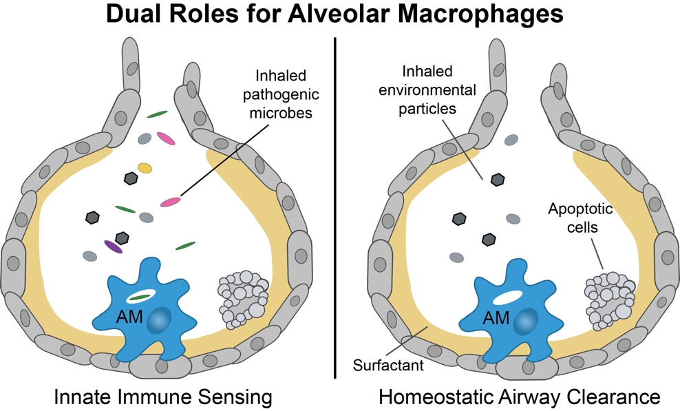 Dual Roles for Alveolar Macrophages